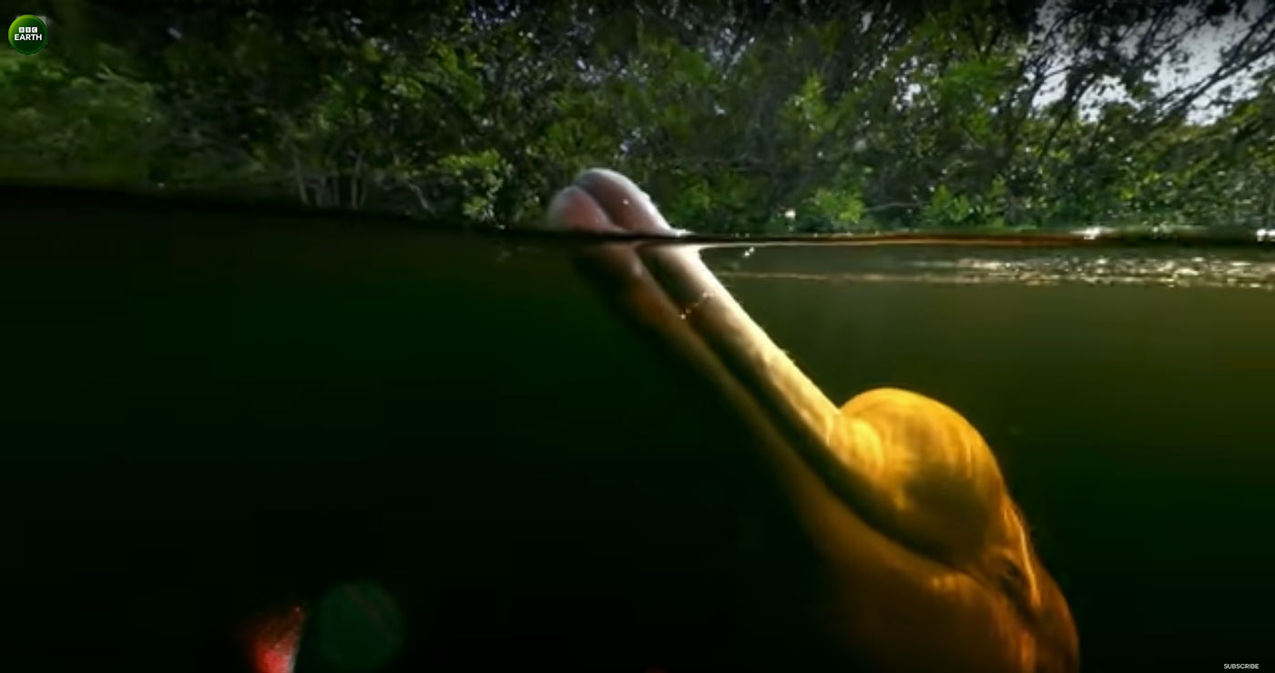 João filma Botos Cor-de-Rosa para a série Earth’s Great Rivers, da BBC