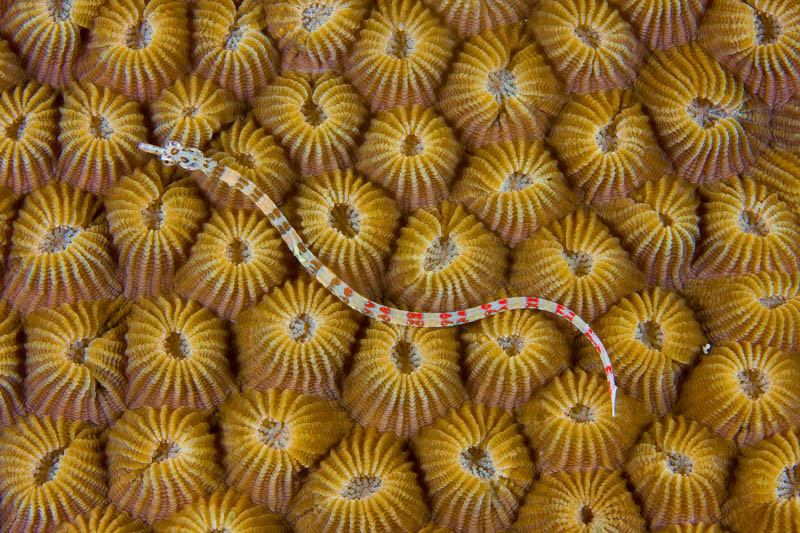 Pipefish