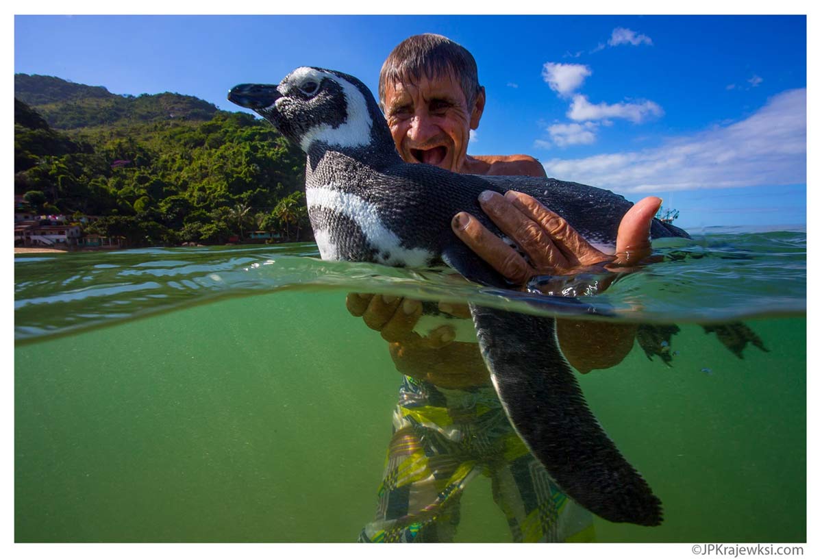 The true story of Dindim, the rescued penguin from Ilha Grande, Brazil, that returns every year
