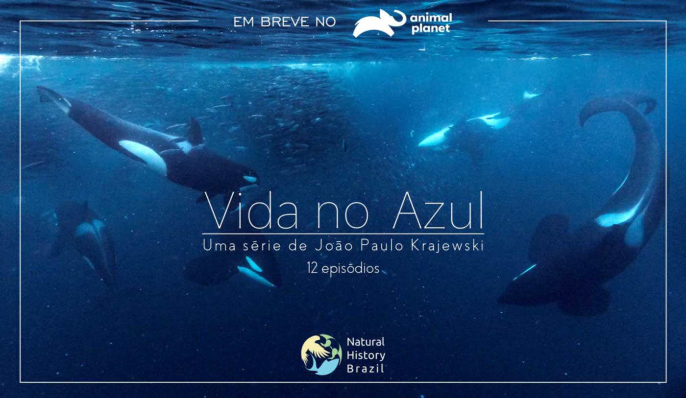 New Series premieres on Animal Planet Brazil: Vida no Azul