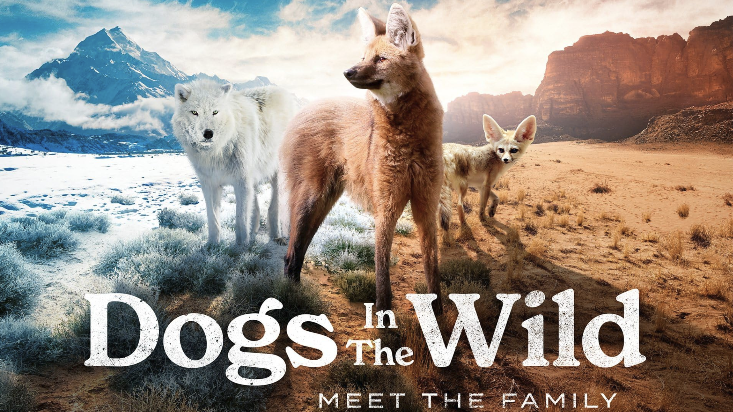 Series “Dogs in the Wild” launched by the BBC
