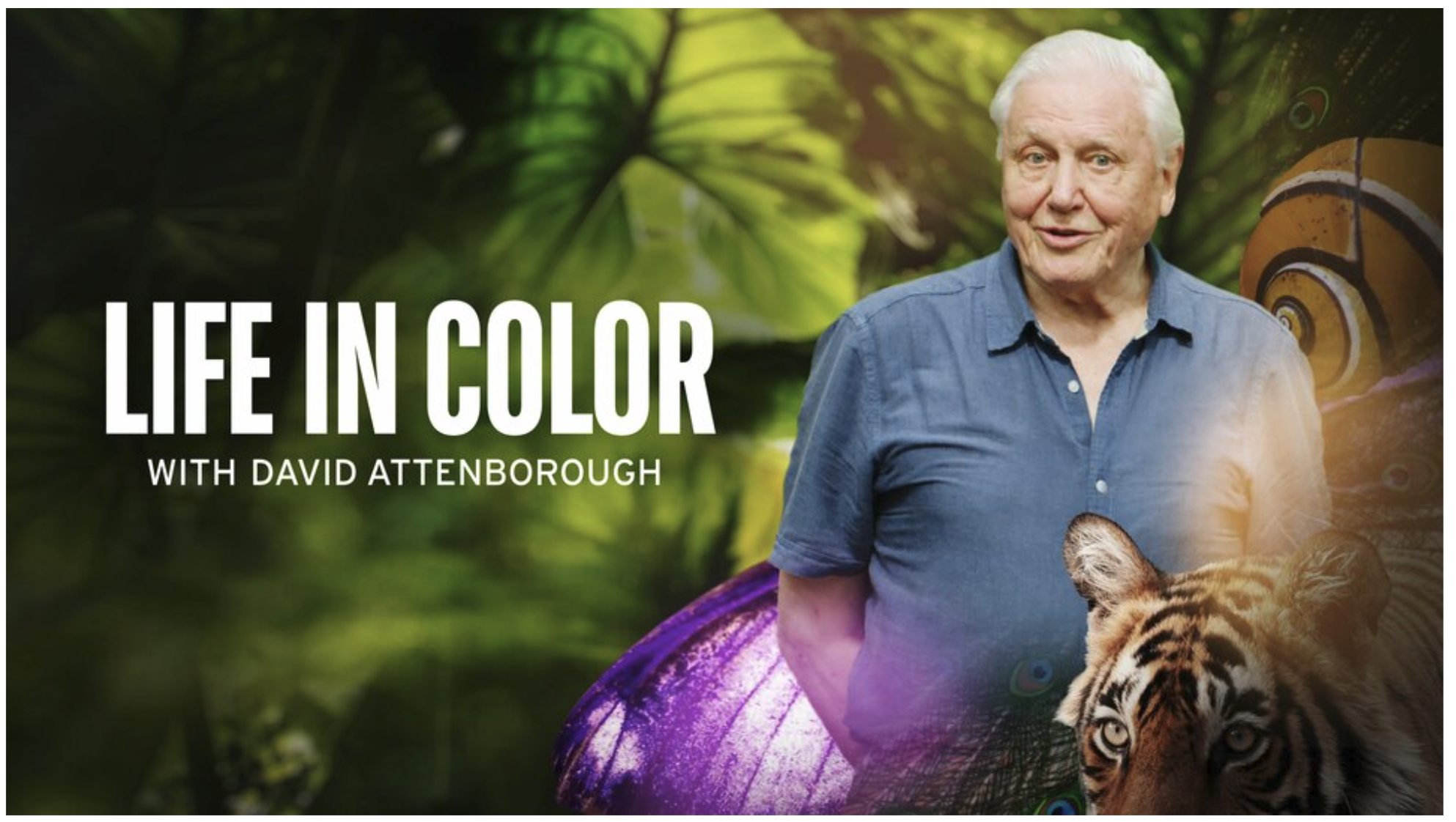 A vida em Cores com David Attenborough chegou na Netflix