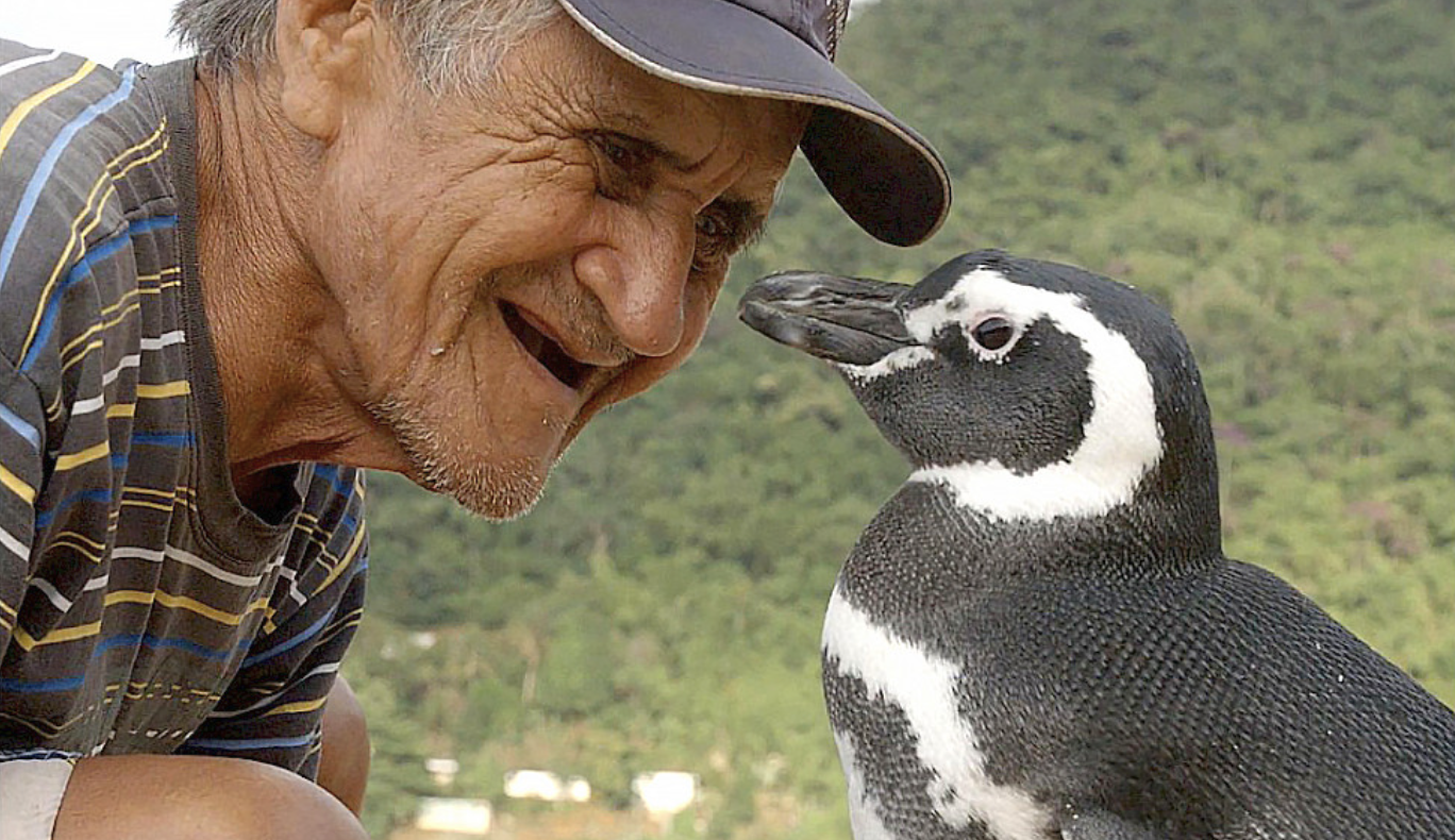 JOÃO PAULO SHOWS A PENGUIN THAT EVERY YEAR VISITS A MAN WHO RESCUED HIM AT NATURE’S WEIRDEST EVENTS